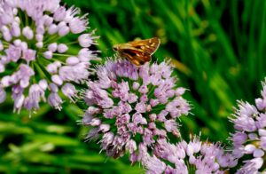 West Virginia Botanic Garden party set for Aug. 15